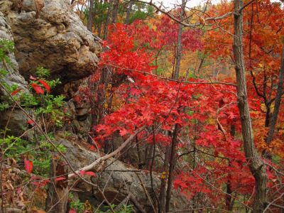 Sill Branch Overlook
Part of the Cliff Rocks...
10-31-2013
