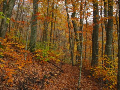 Unaka Mountain 
Autumn Scene...
October, 2010
