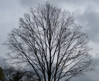 Crows
...in tree
November, 2010
