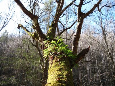 Ferns Growing 
Rocky Fork, 
11-13-2010
