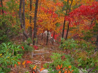 Cliff's Edge
Sill Branch Overlook,
10-31-2013
