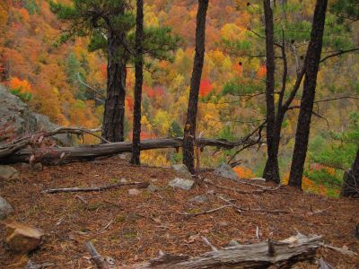 View From Cliff's Edge
Sill Branch Overlook,
10-31-2013
