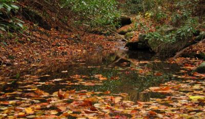 Sill Branch
Water is low, but still nice...
10-31-2013
