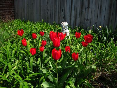 Tulip Garden
4-2018
