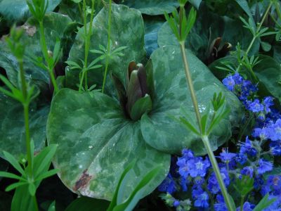 Toad Shade Trillium
aka, 'Sweet Betsy' Trillium
April 2018

