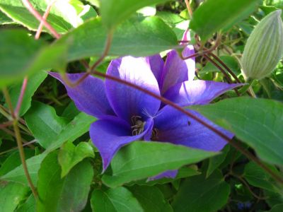 Clematis
April 2018
