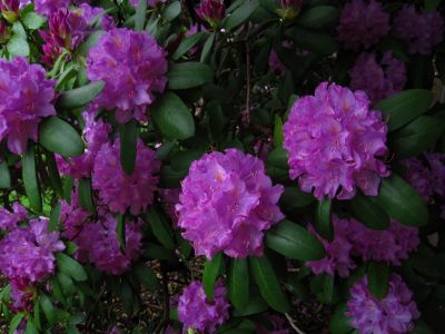 Rhododendron
May 2018
