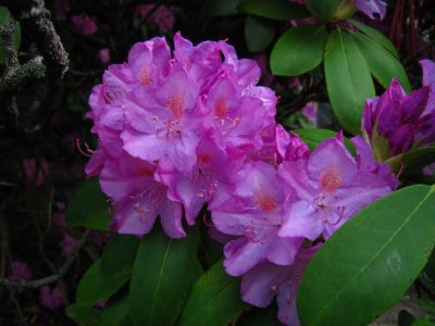 Rhododendron
May 2018
