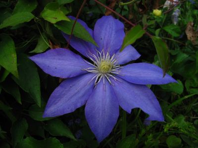 Clematis
May 2018
