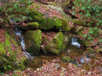 Longarm Branch
Cascades
Sampson Wilderness
November, 2010

