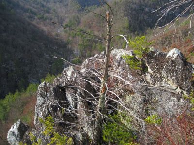 'Stonehenge' Cliffs
More views of the awesome disk-like, sheer-sided, fractured rock spine that rises up out of the side of the knob above Rocky Fork Creek.  
Rocky Fork Area,
December, 2010
