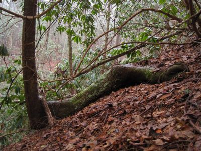 Long Root
Wilderness Hollow,
1-5-2011
