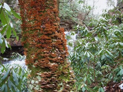 Tree Fungi
at Margarette Falls,
1-20-2011

