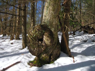 Gnarly
Devil's Creek Gap,
1-29-2011
