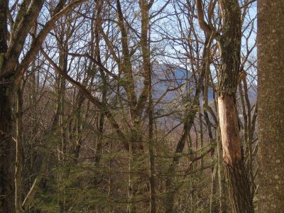 View of Little Bald
From Devil's Creek Gap,
1-29-2011
