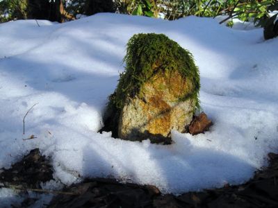 Mossy Rock
In the snow...could be the 5th Beatle.
Upper Devil's Creek,
1-29-2011
