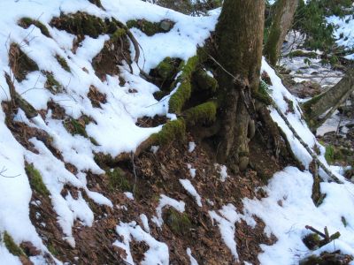 Roots Gripping Embankment
Upper Devil's Creek,
1-29-2011
