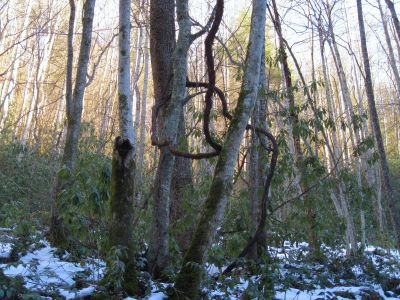 Vines
Upper Devil's Creek,
1-29-2011
