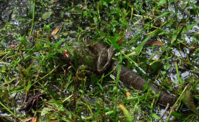 Battle of Bullfrog and Watersnake
9-15-2018
