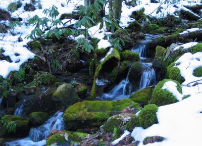 Hollow Log In Creek
Upper Devil's Creek,
1-29-2011
