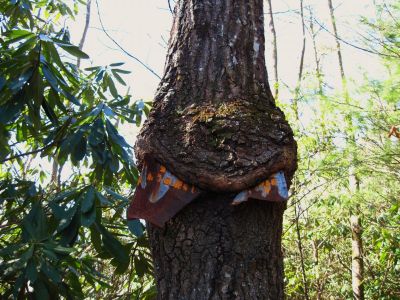 Sign Eating Tree
Buzzard Roost Ridge on the Appalachian Trail,
2-19-11

