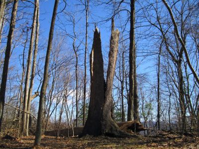 Hollow, Split And Broken
Spring Mountain,
2-19-11
