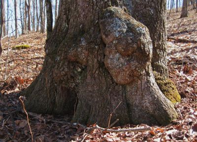 Strange Growth
Spring Mountain,
2-19-11
