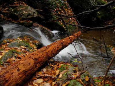 Rich Mountain
Trail to California Fields in the fog.
11-9-2018

