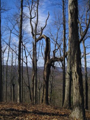 Twisted And Hollow
Spring Mountain, 
2-19-11
