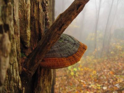 Artist Conk
Trail to California Fields in the fog.
11-9-2018
