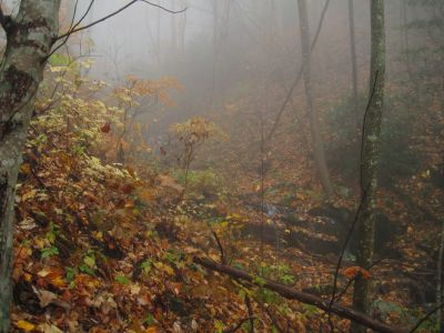 Rich Mountain
Trail to California Fields in the fog.
11-9-2018
