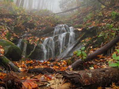 Rich Mountain
Trail to California Fields in the fog.
11-9-2018
