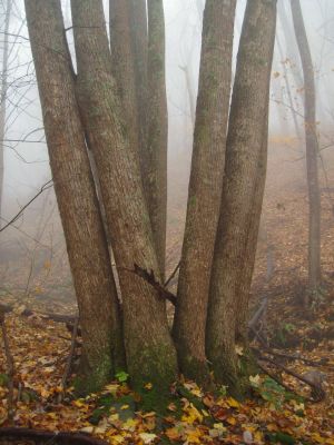 Rich Mountain
Trail to California Fields in the fog.
8-prong grove
11-9-2018
