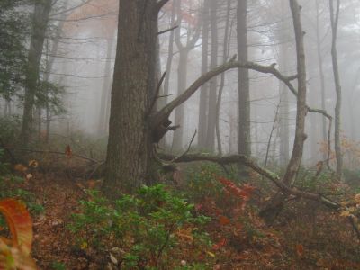 Rich Mountain
Trail to California Fields in the fog.
11-9-2018
