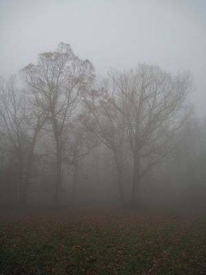 California Fields
California Fields in the fog.
11-9-2018

