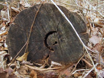 Cresent Moon And Star Log
Spring Mountain,
2-19-11
