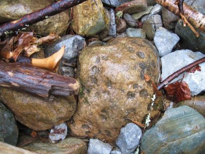 Fossilized Rock
Rocky Fork,
3-5-11

