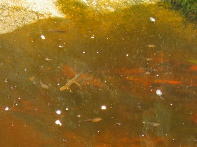 Salamanders and Tadpoles
in the potholes at North Harper's Creek
