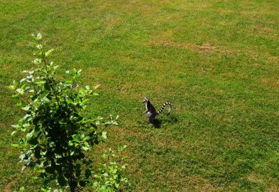 Lemur
Neighborhood Lemur...
2016
