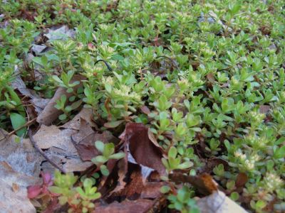 Sedum
Sill Branch,
4-3-2011
