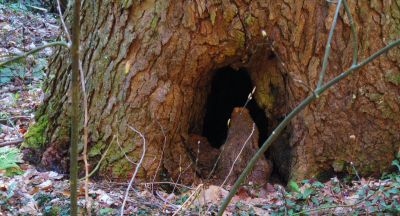 Hollow Tree
South Fork of Sill Branch,
4-3-2011
