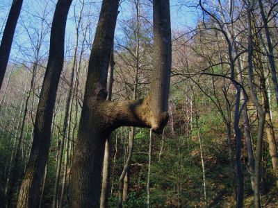 The 'Arm Tree'
South Fork of Sill Branch,
4-3-2011
