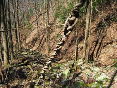Vines
in the Devils Fork Valley, 
4-3-2011
