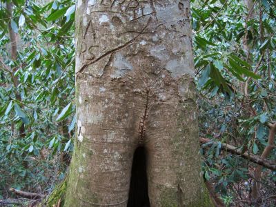 Carved On Tree
...in Devils Fork, near the middle set of falls,
4-3-2011
