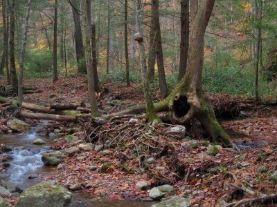 Hollow Tree
Clarks Creek,
October, 2011
