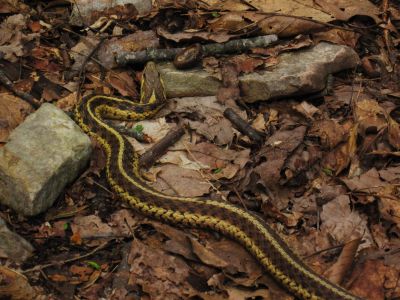 Mountain Snake
Brown and yellow ('tobacco sunburst') mountain snake,
in the middle of the "Big' Jennings Creek Trail...
4-16-2011
