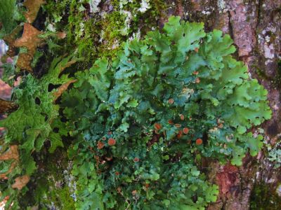 Tree Fungi
Unaka Mountain, 
11-5-2011
