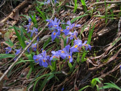 Wild Iris
Beside the Cowbell Hollow Trail,
4-16-2011

