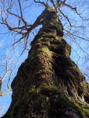 Impressive Tree
Cherry Gap, Unaka Mountain, 
11-5-2011
