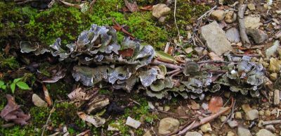 Tree Bark Fungus
Little Jennings Creek Trail,
4-16-2011
